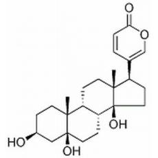 遠(yuǎn)華蟾蜍精