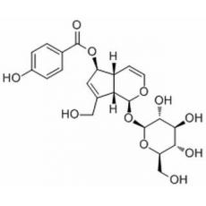 6-O-p-Hydroxybenzoylaucubin