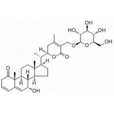 白曼陀羅素