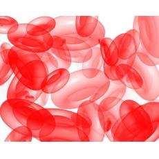 綠色熒光蛋白標(biāo)記人結(jié)直腸癌細(xì)胞；HCT116-GFP	